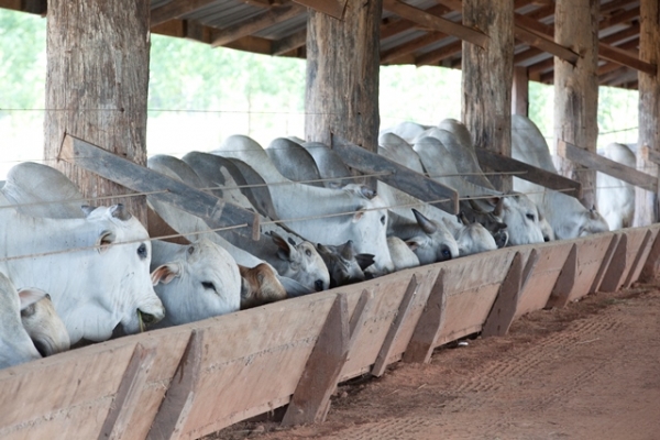 Pecuaristas est�o cautelosos e inten��o de confinar cai 7% este ano
