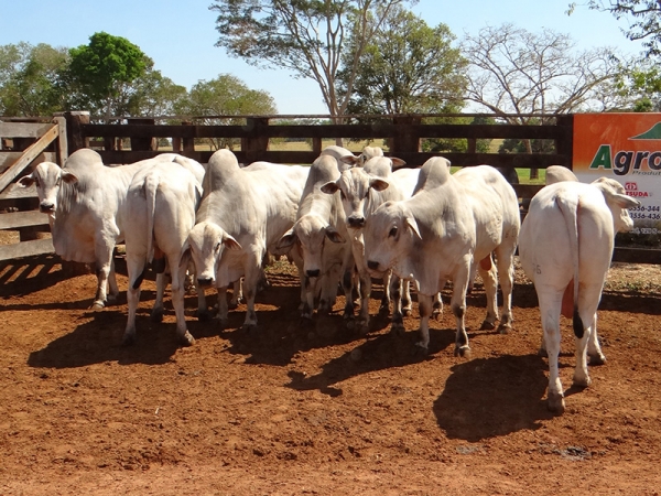 Pecuaristas investem para per�odo p�s-crise