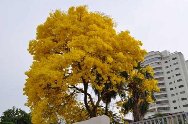 Florada de Ip� transforma paisagem em Cuiab�; Cerca de 300 mil �rvores devem ser plantadas
