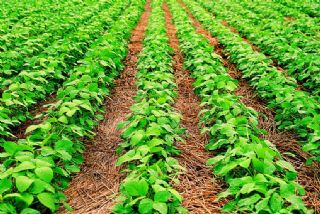 Soja/Imea: Plantio em Mato Grosso chega a 14,4% da �rea prevista, ante 31,4% h� um ano