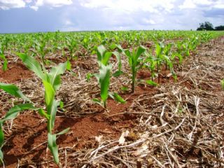 Milho/Agrural: Plantio da safra de ver�o alcan�a 37% da �rea prevista no centro-sul