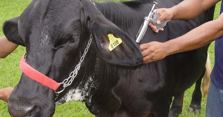 Juara atingiu 99,7% de bovinos e bubalinos vacinados na campanha de vacina��o de novembro de 2017.