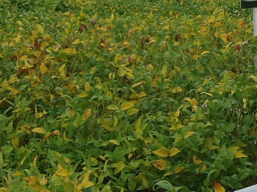 Prazo para cadastro de propriedades produtoras de soja � prorrogado em MT at� mar�o