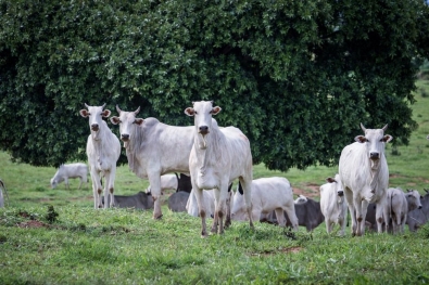 Com 30,8 mil�es de cabe�as, Mato Grosso tem maior produ��o de bovinos do pa�s
