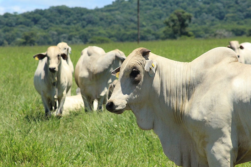 Exporta��o da carne mato-grossense segue tend�ncia de crescimento