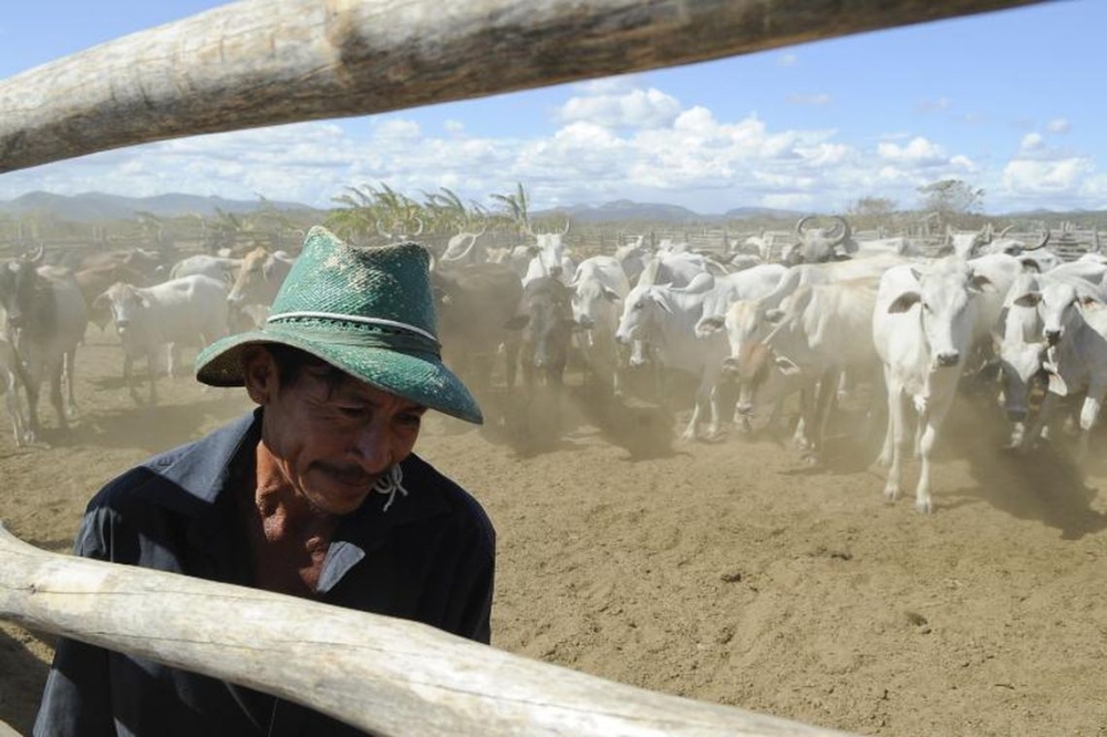 Brasil recebe certifica��o de pa�s livre da febre aftosa com vacina��o