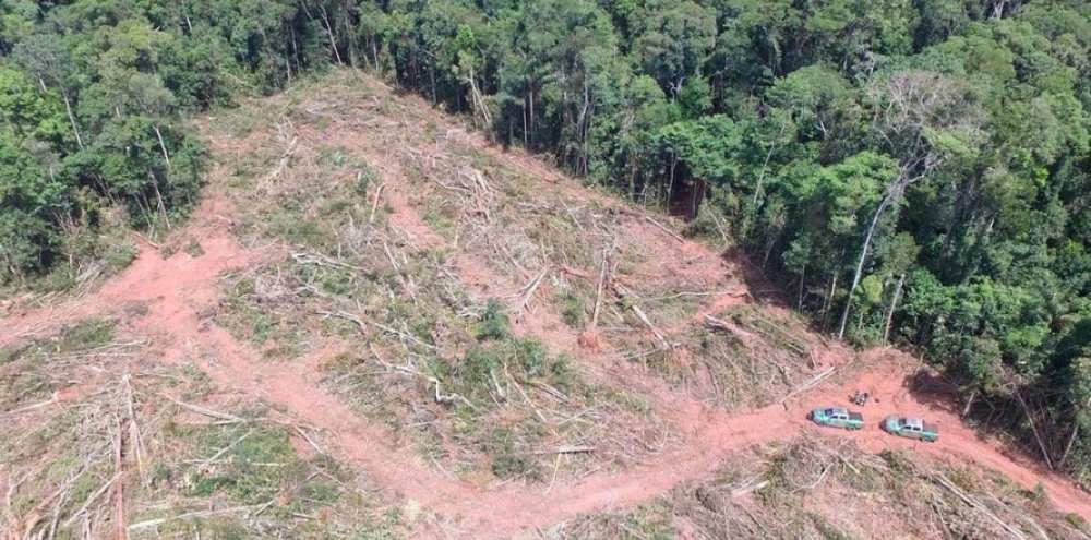 Ibama aplica multa de R$ 24 milh�es por desmate ilegal de �rvores amea�adas de extin��o em MT