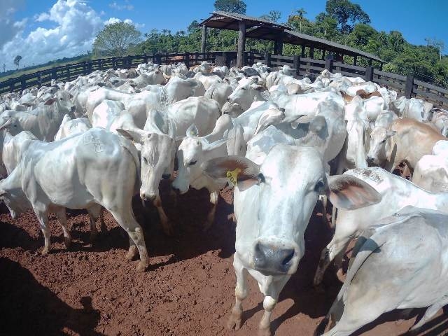 Mato Grosso vacina 99,63% do rebanho bovino e bubalino na primeira etapa de 2018 e Juara tem o 3� maior rebanho do estado