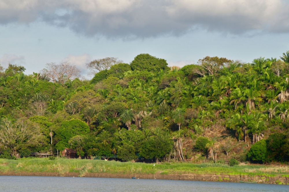Para 27% dos brasileiros, desmatamento � maior amea�a ao meio ambiente