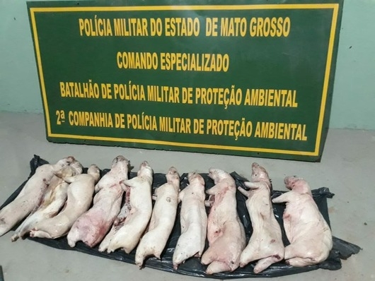 Homem � detido com 20 pacas abatidas dentro de caixa t�rmica em canoa em rio de Mato Grosso