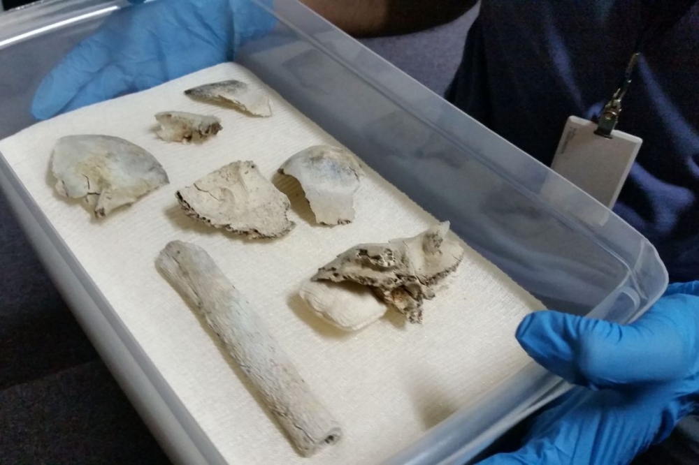 Fragmentos do cr�nio de Luzia s�o encontrados no Museu Nacional