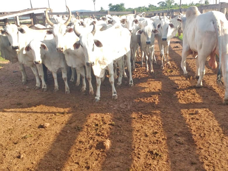 Pol�cias Civil e Militar recuperam 48 cabe�as de gado e prendem receptadores em Santa Terezinha