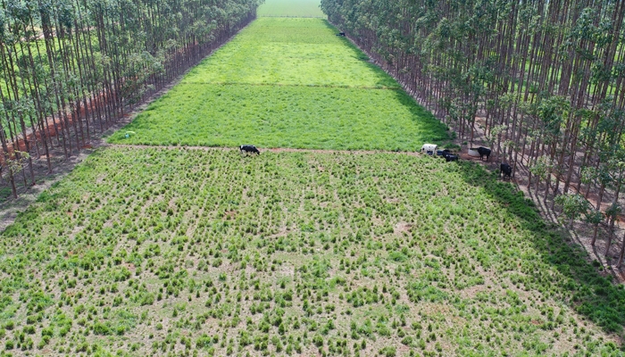Embrapa e Coopernova expandem parceria com pesquisa e transfer�ncia de tecnologia para ILPF, produ��o de biomassa e fruticultura