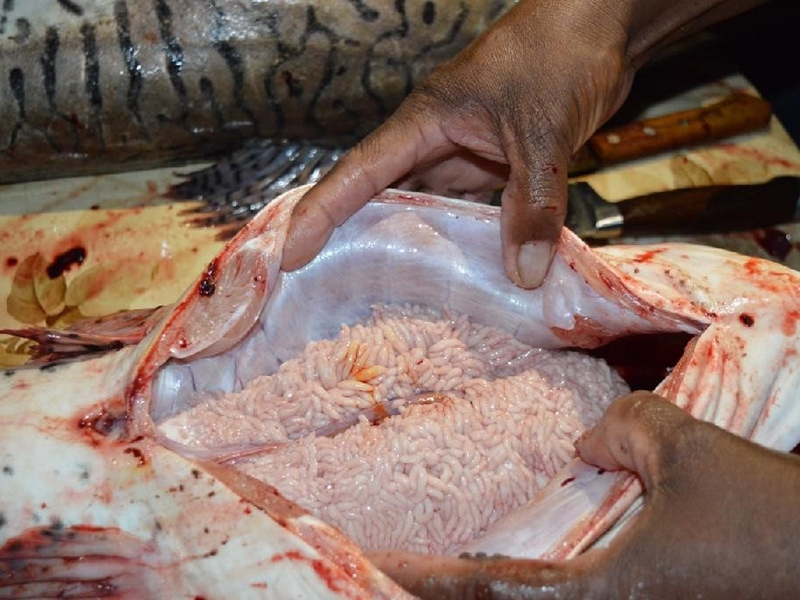 Estudos indicam que 80% dos peixes est�o em per�odo reprodutivo em MT