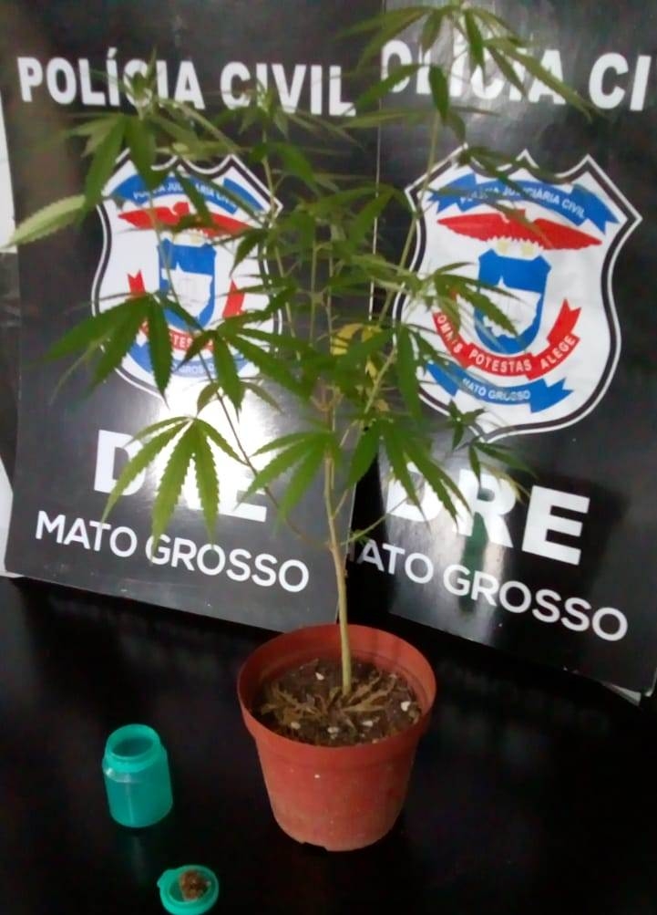  P� de maconha � apreendido ap�s den�ncia na DRE