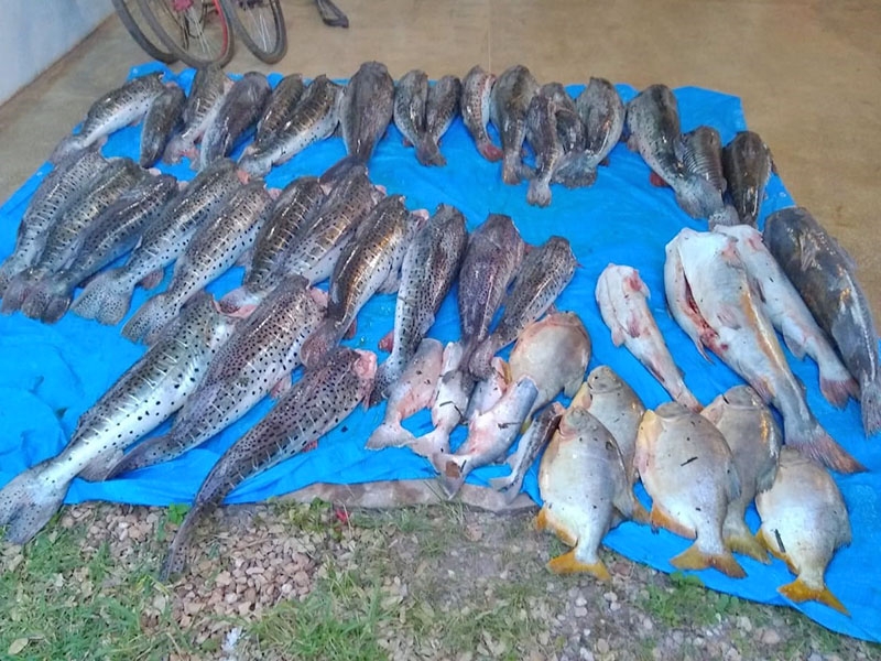 Quatro institui��es de Pocon� recebem doa��o de pescado apreendido