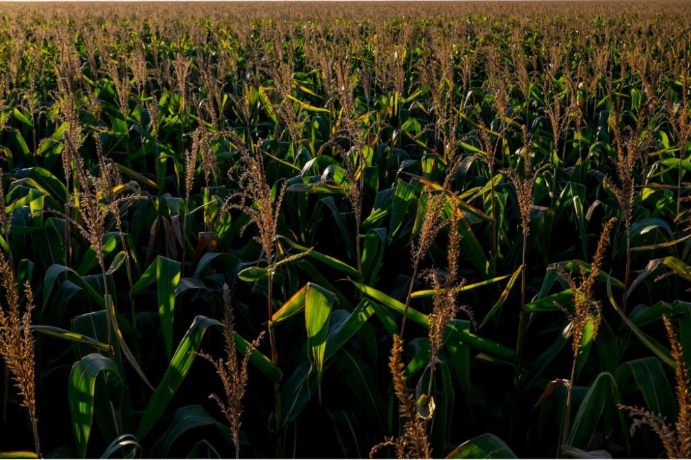 Governo mant�m taxa��o do agroneg�cio e espera arrecadar R$ 1,46 bilh�o