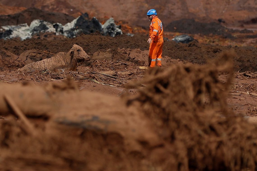Vale monta estrutura para atender animais resgatados em Brumadinho