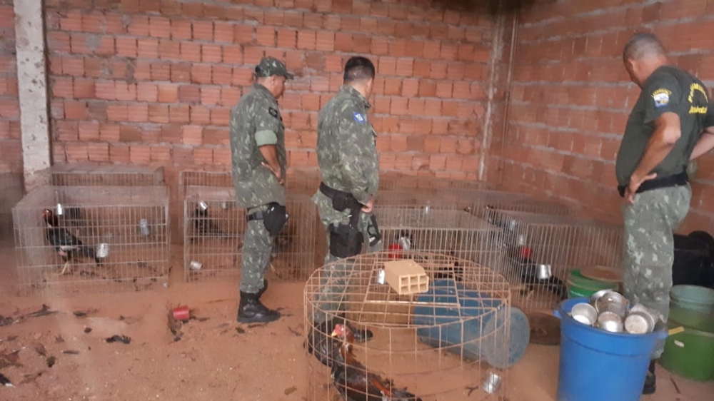 Juvam de Rondon�polis e PM fecham rinha de galo e resgatam 37 aves