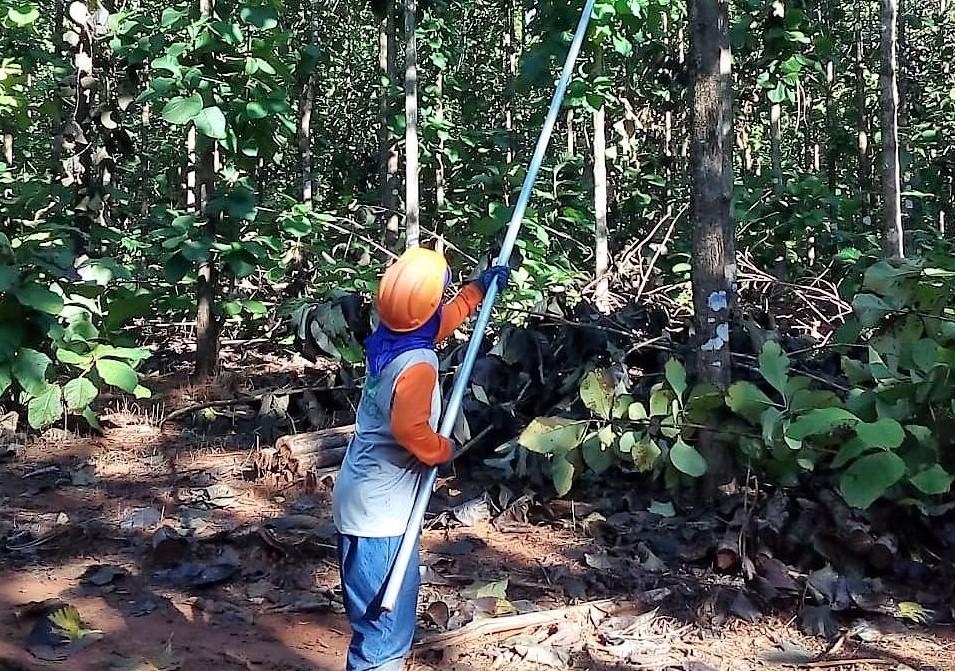 Da penitenci�ria � planta��o de teca, recuperandos ganham nova chance em �gua Boa