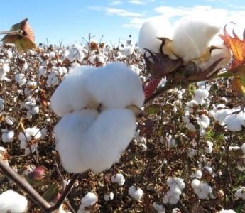 Conclu�do plantio de algod�o em Mato Grosso; pre�o tem leve queda.