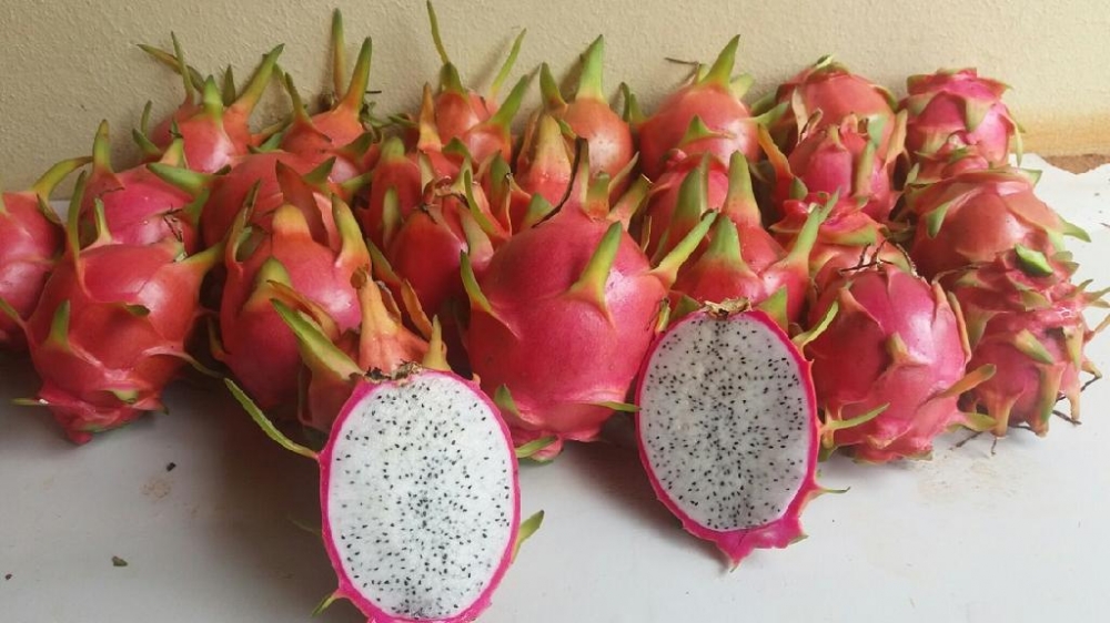Empaer realiza visita t�cnica com produtos da agricultura familiar em Tangar� da Serra