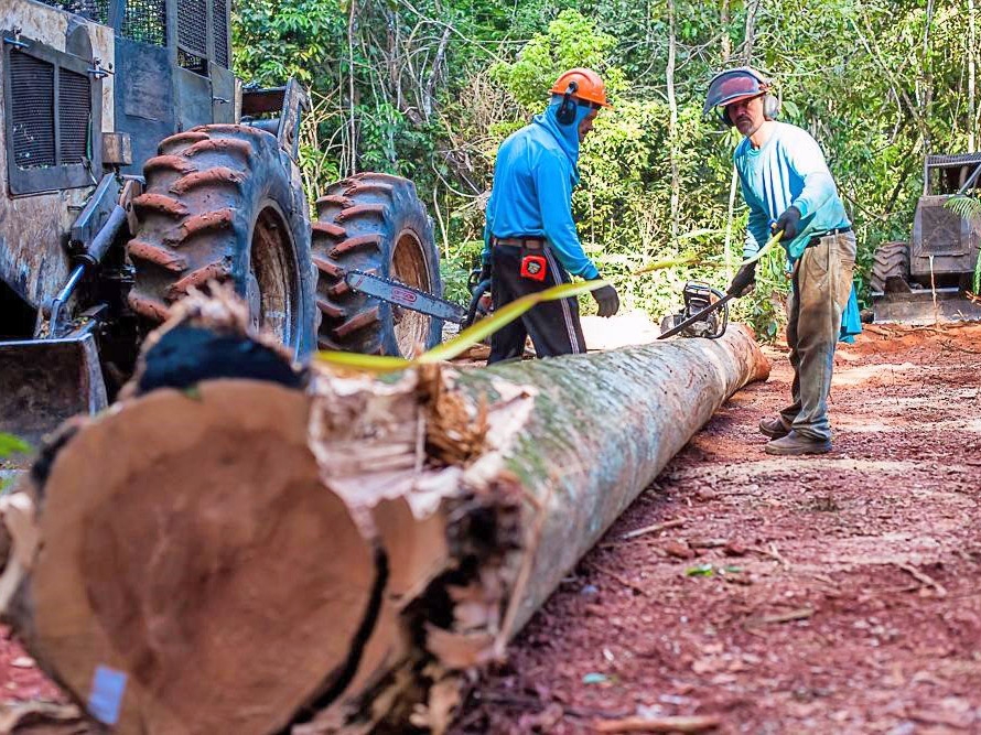 Mato Grosso � pioneiro em financiamento para manejo sustent�vel