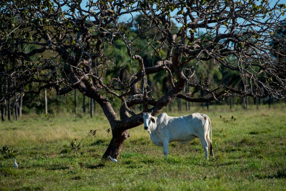 Unemat realizar� sele��o de analistas para atua��o no Cadastro Ambiental Rural