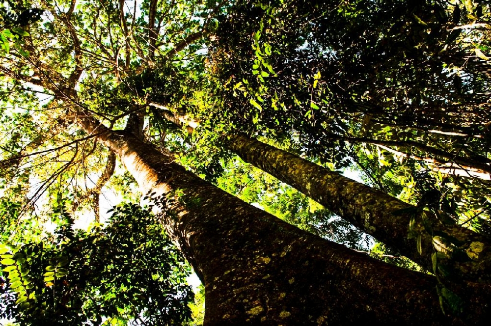 Mato Grosso reduz desmatamento na Amaz�nia em 22%