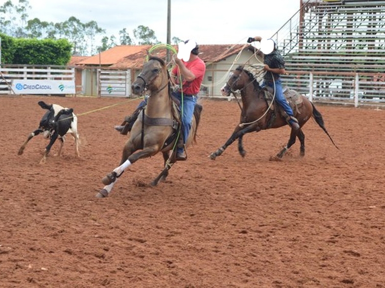 Liminar pro�be provas de La�o na 6� Semana do Cavalo que acontece em Cuiab�
