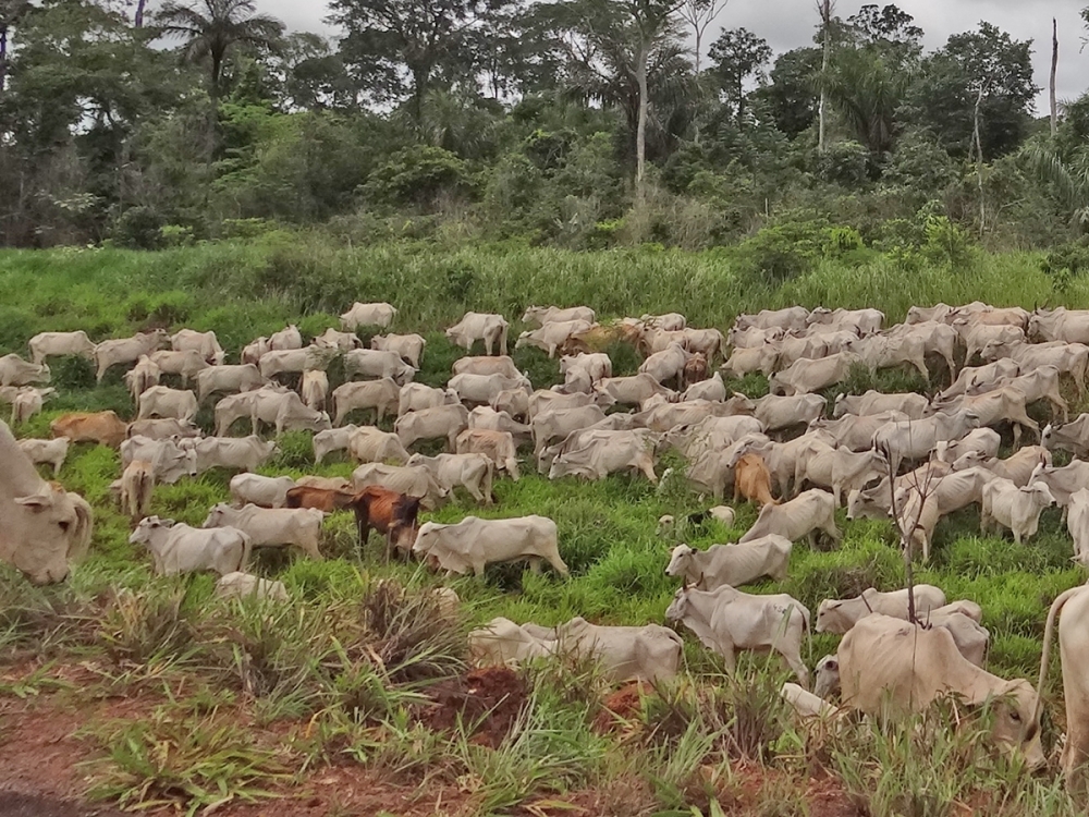 Caso registrado em Mato Grosso � at�pico e n�o coloca qualidade da carne em risco