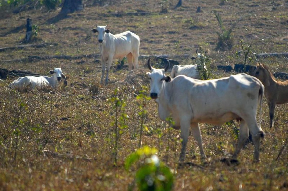 Agropecu�ria nordestina ganha plano de a��o para o seu desenvolvimento
