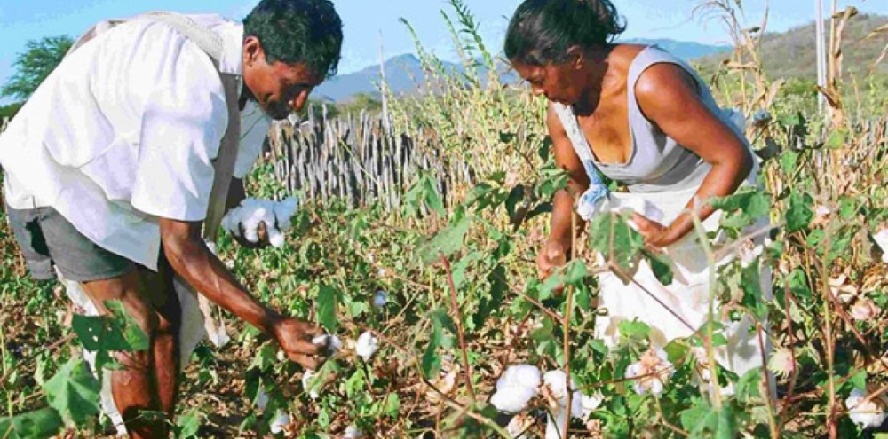 Cultura do algod�o faz parte dos debates do 4� Congresso Nacional das Mulheres do Agro