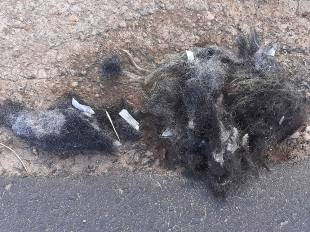 O desrespeito com Juara continua, at� cabelo � jogado em vias p�blicas.