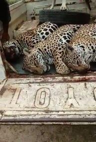 Pol�cia apura abate de on�as-pintadas