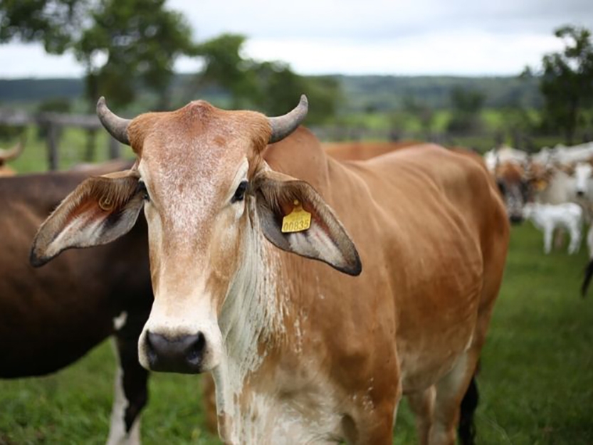 Valor da Produ��o Agropecu�ria de 2019 atinge recorde