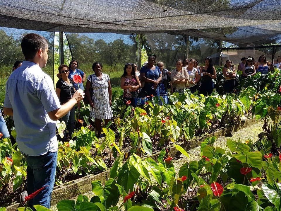 Condi��es ideais de solo e clima atraem pequenos produtores para o cultivo de flores tropicais em MT