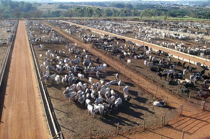 Mato Grosso deve confinar quase 600 mil  cabe�as de gado em 2020
