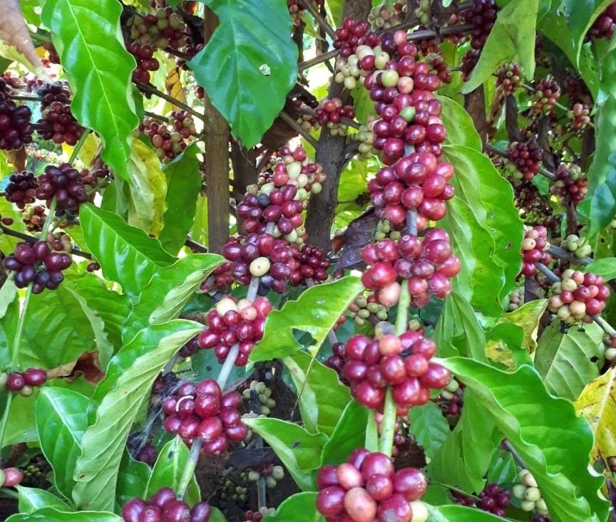 Produtividade de caf� bate recorde nos munic�pios de Colniza e Nova Santa Helena em MT
