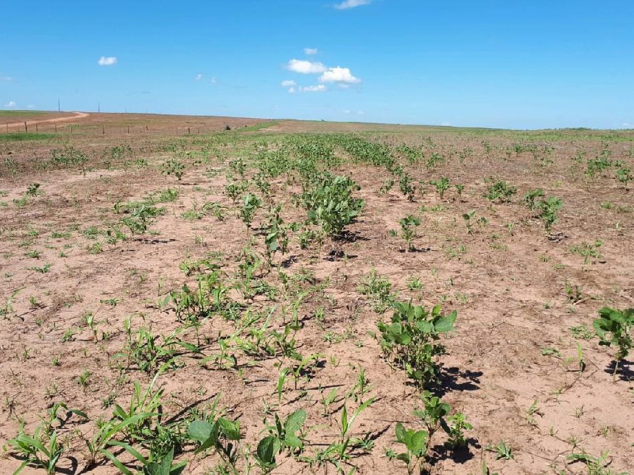 Vazio sanit�rio da soja come�a na segunda-feira (15) em Mato Grosso