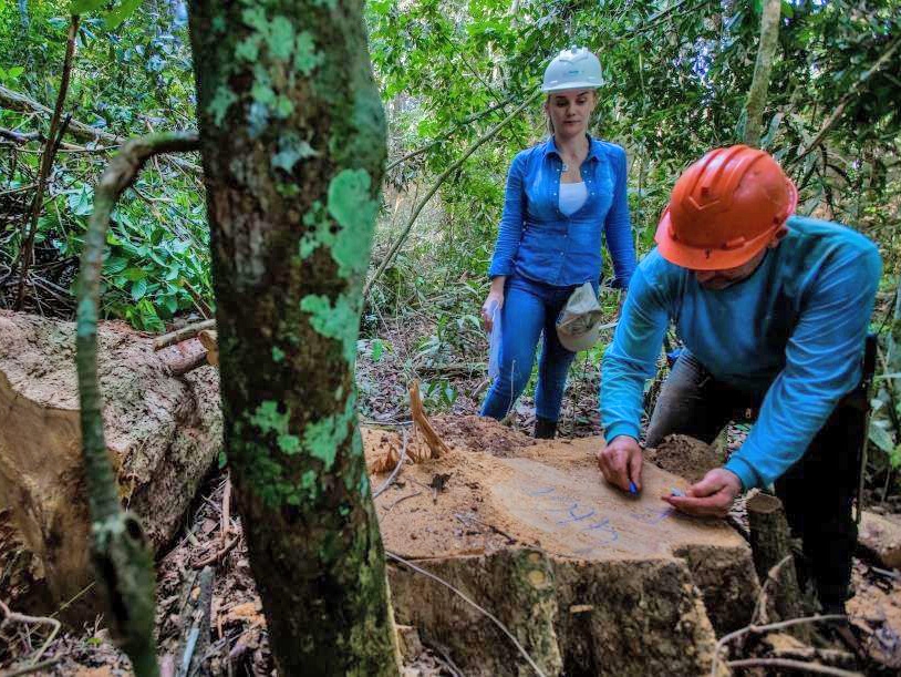 Produtores florestais brigam pelo direito de trabalhar legalmente