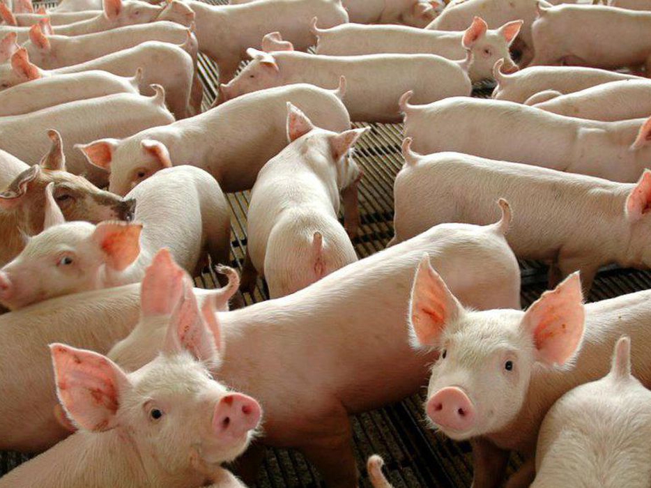 Uma nova cepa do v�rus da gripe com potencial de causar uma pandemia foi identificada na China, segundo um novo estudo.