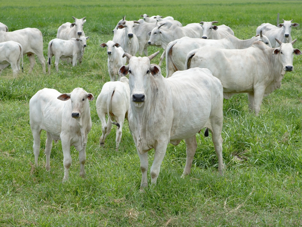Acrimat discute import�ncia da cria na produ��o de carne de qualidade