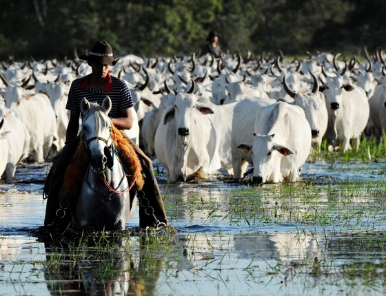 Pecu�ria alia produtividade � preserva��o do meio ambiente 
