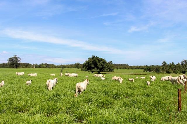 Benef�cio fiscal trar� competitividade para pecuaristas da regi�o Noroeste de MT