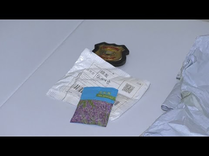 Indea alerta sobre pacotes de sementes da China entregues a moradores de MT