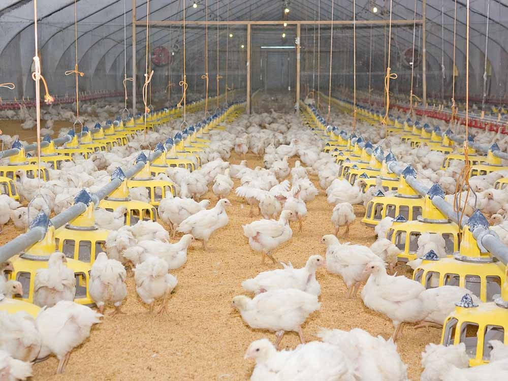 Altas temperaturas afetam o consumo de ra��o em aves