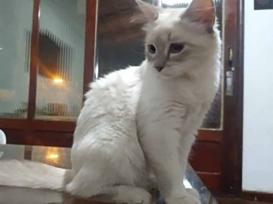 Gato de Cuiab� � o primeiro animal do Brasil a testar positivo para Covid