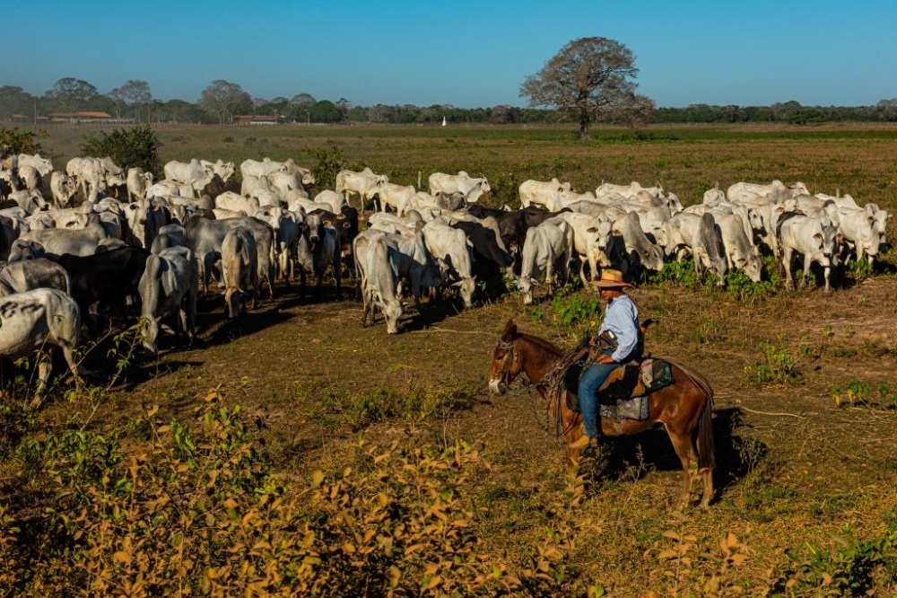 Mato Grosso disponibiliza R$ 160 milh�es para recupera��o da pecu�ria do Pantanal