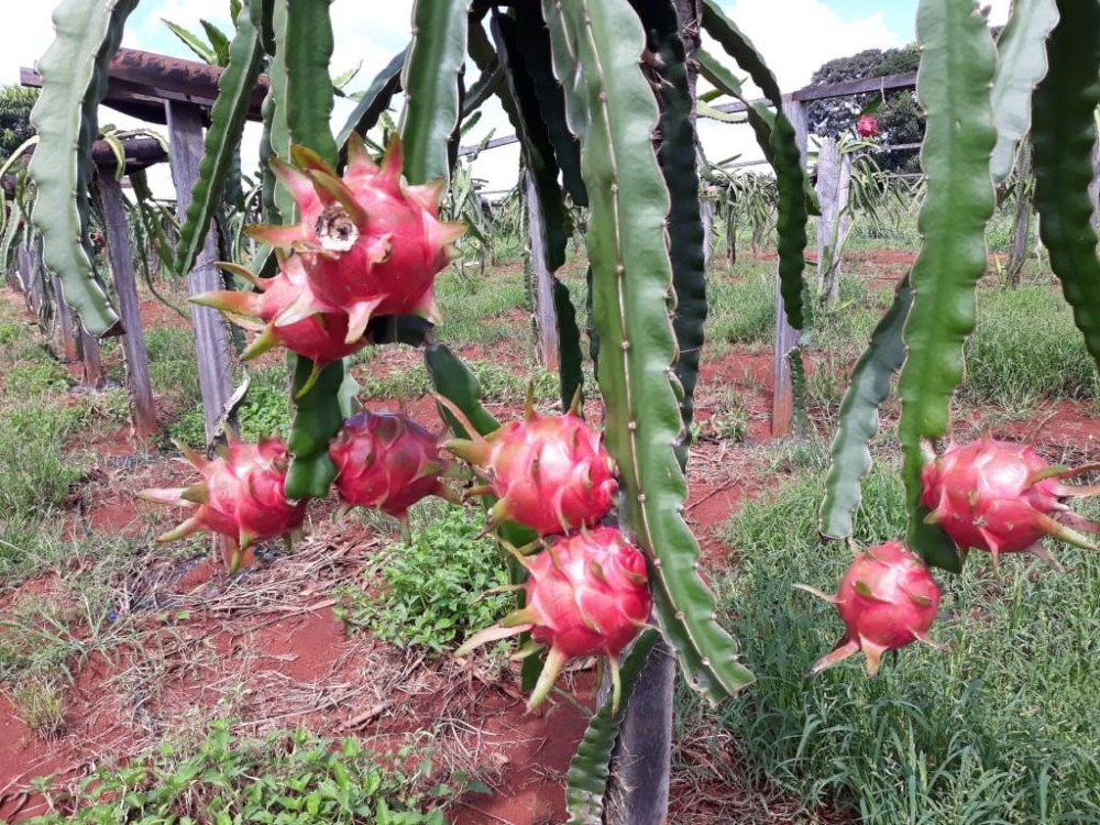 Colheita da pitaya inicia e Empaer destaca fruto como alternativa econ�mica para agricultura familiar
